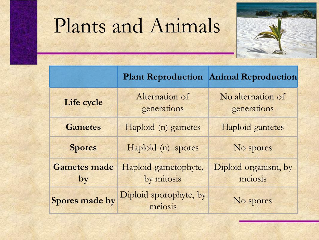PLANT REPRODUCTION Chapter 43 Opener - ppt video online download