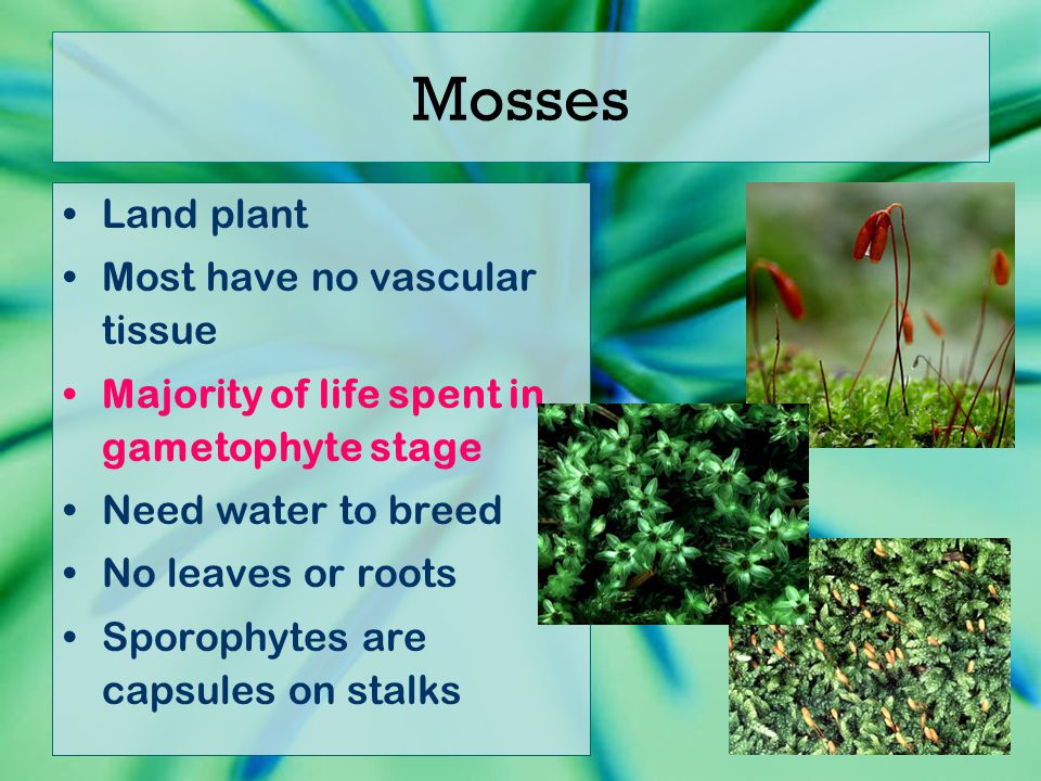 Mosses Land plant Most have no vascular tissue