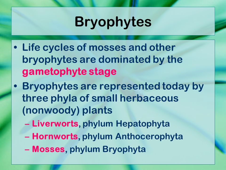Bryophytes Life cycles of mosses and other bryophytes are dominated by the gametophyte stage.