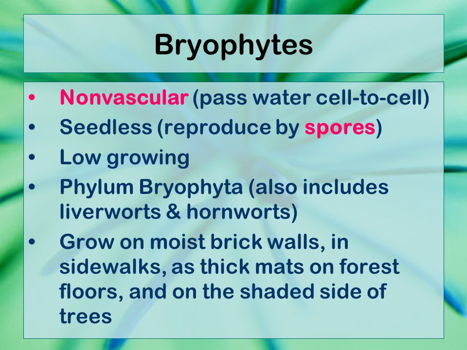 Bryophytes Nonvascular (pass water cell-to-cell)