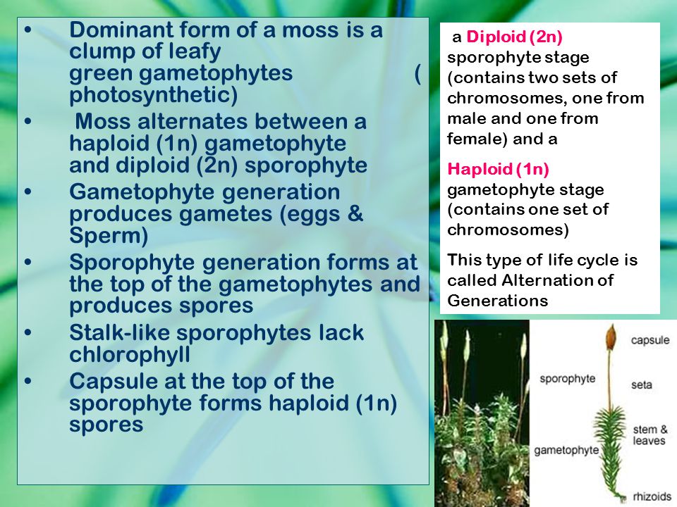 Gametophyte generation produces gametes (eggs & Sperm)