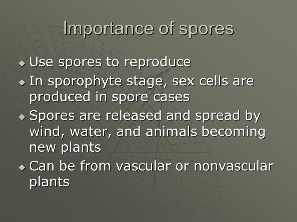 Importance of spores Use spores to reproduce