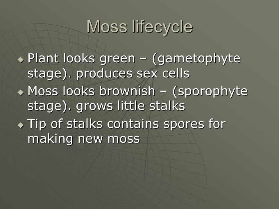Moss lifecycle Plant looks green – (gametophyte stage). produces sex cells. Moss looks brownish – (sporophyte stage). grows little stalks.