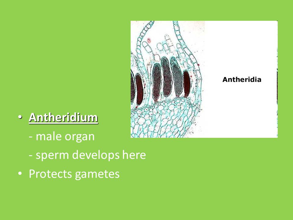 Antheridium - male organ - sperm develops here Protects gametes