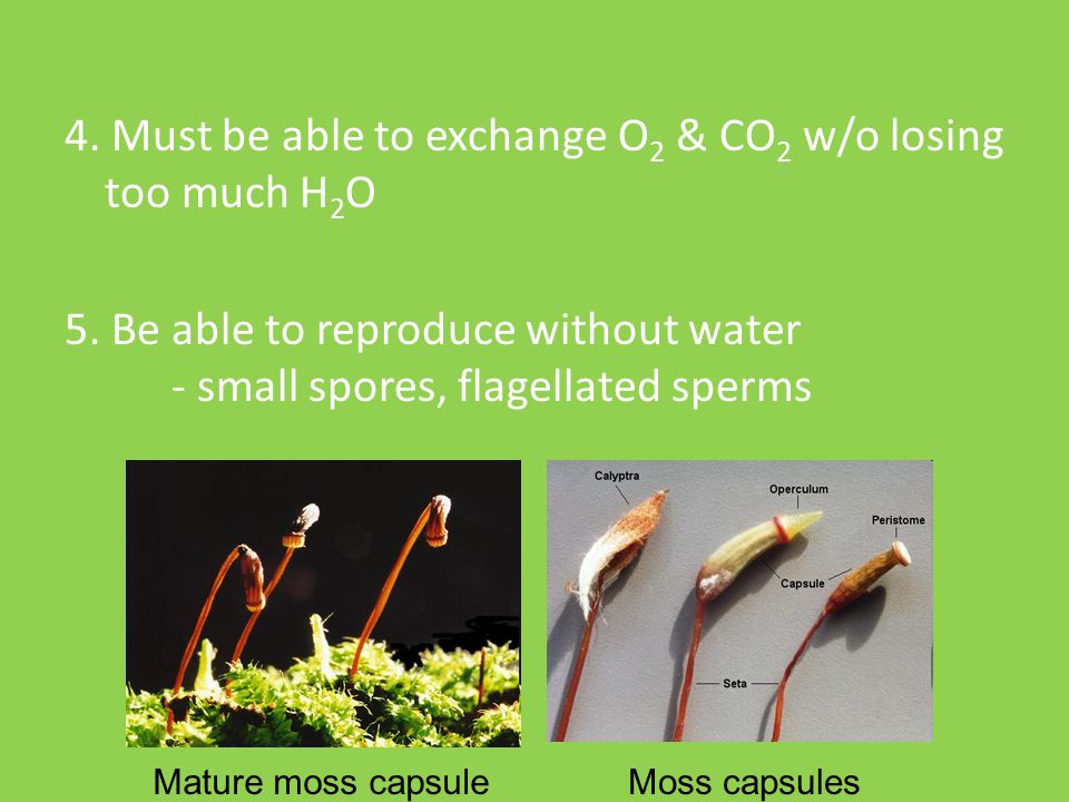 4. Must be able to exchange O2 & CO2 w/o losing too much H2O