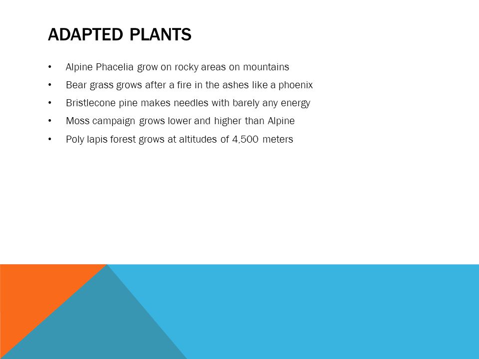 Adapted plants Alpine Phacelia grow on rocky areas on mountains