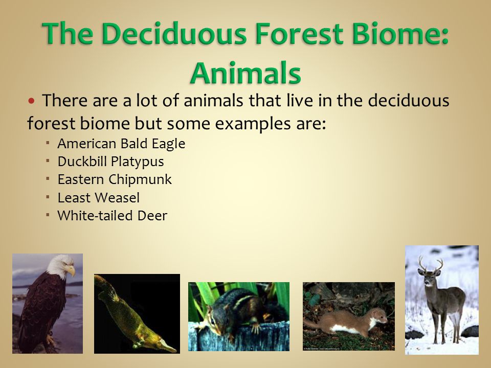 The Deciduous Forest Biome: Animals