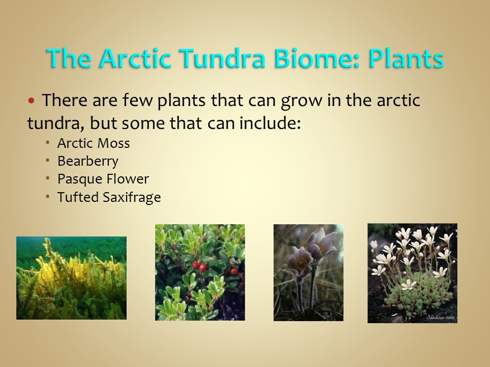 The Arctic Tundra Biome: Plants