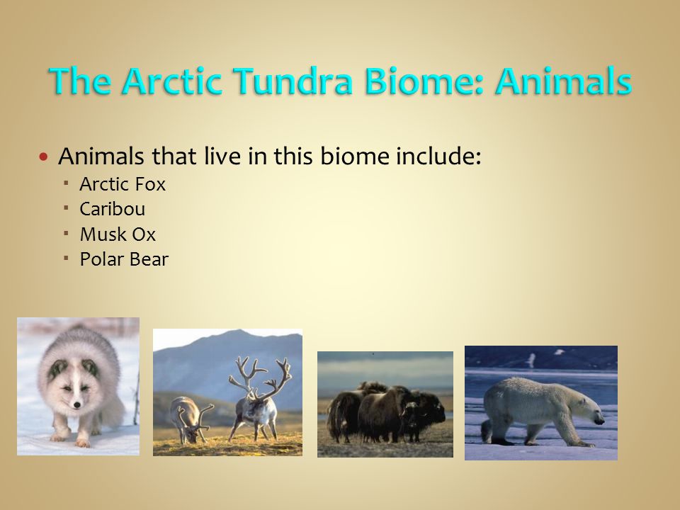 The Arctic Tundra Biome: Animals
