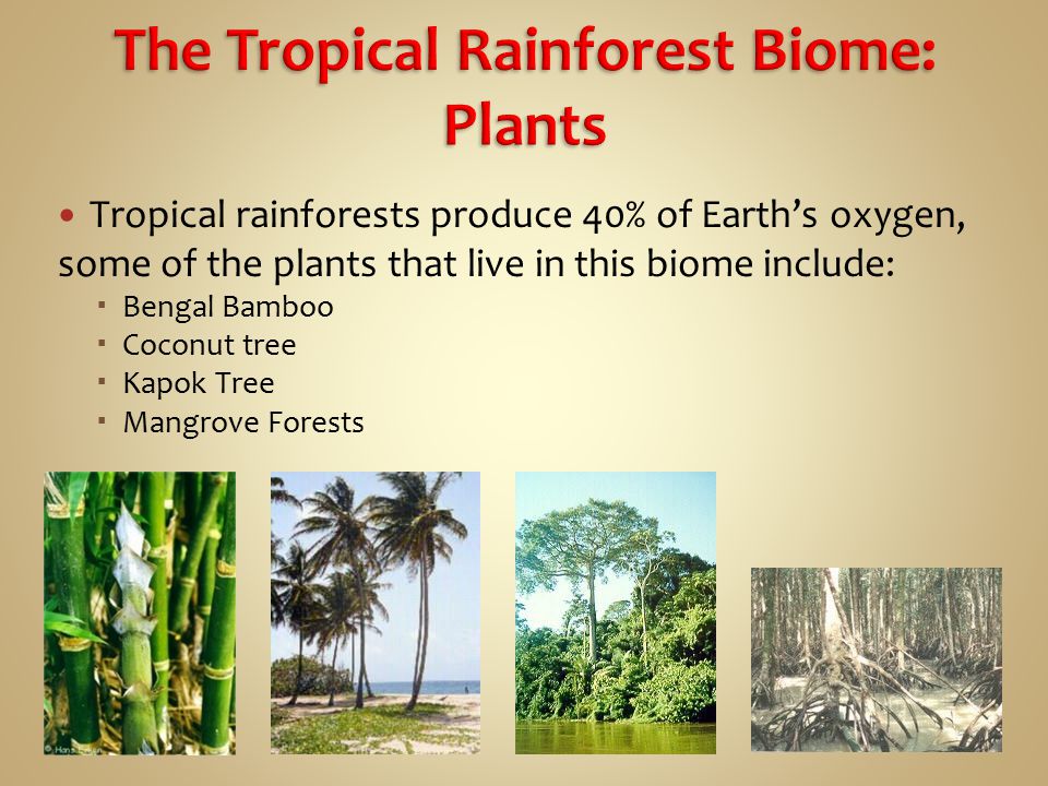 The Tropical Rainforest Biome: Plants