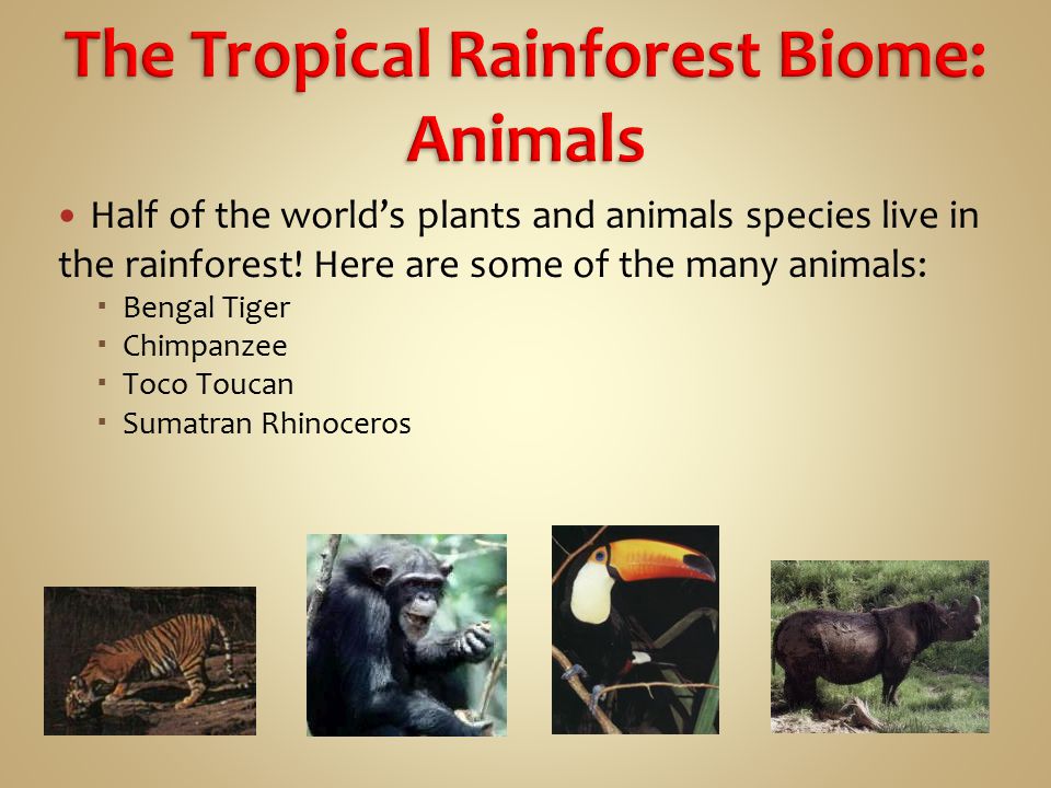 The Tropical Rainforest Biome: Animals