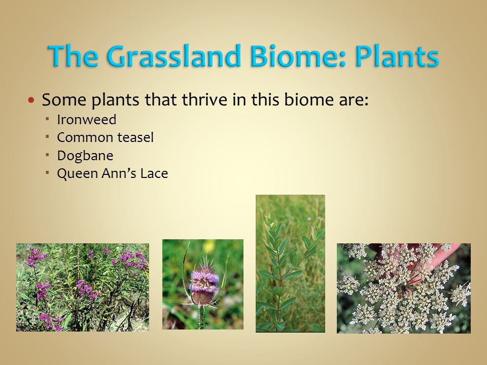 The Grassland Biome: Plants