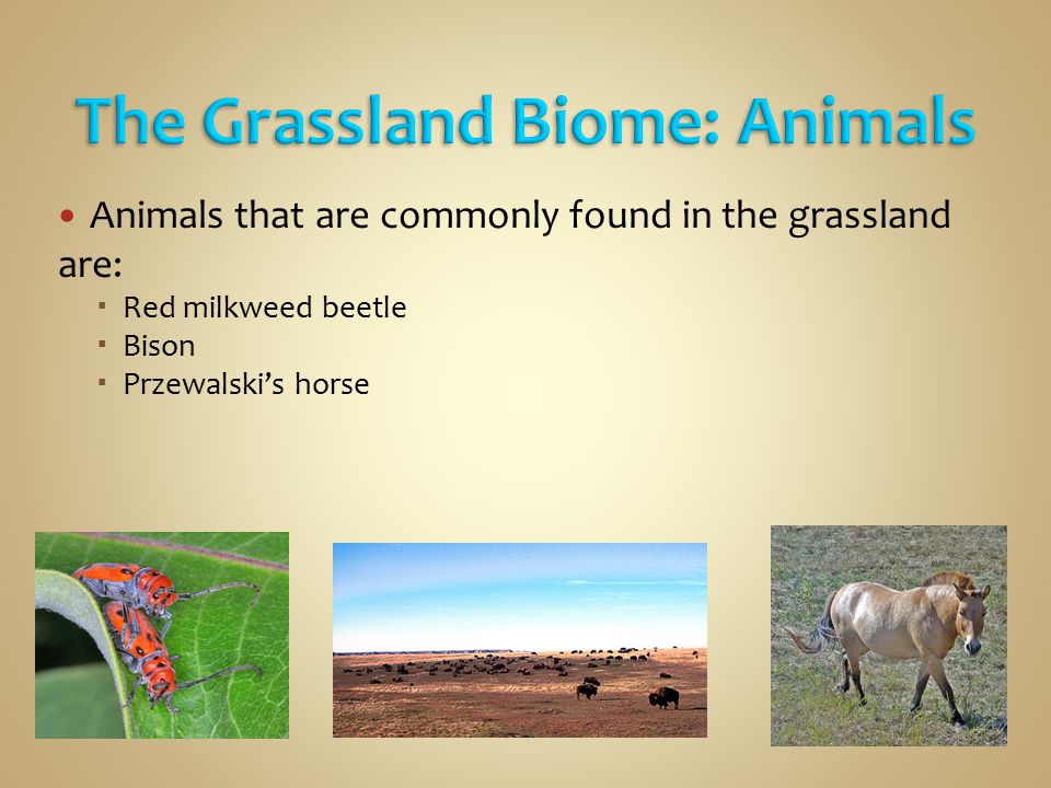 The Grassland Biome: Animals