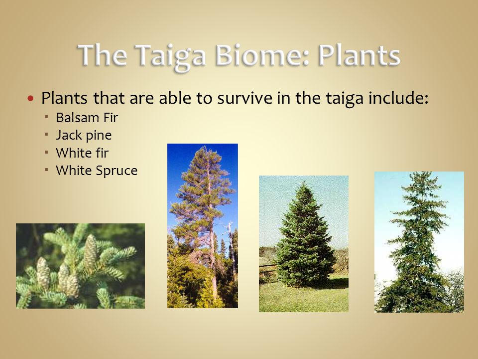 The Taiga Biome: Plants