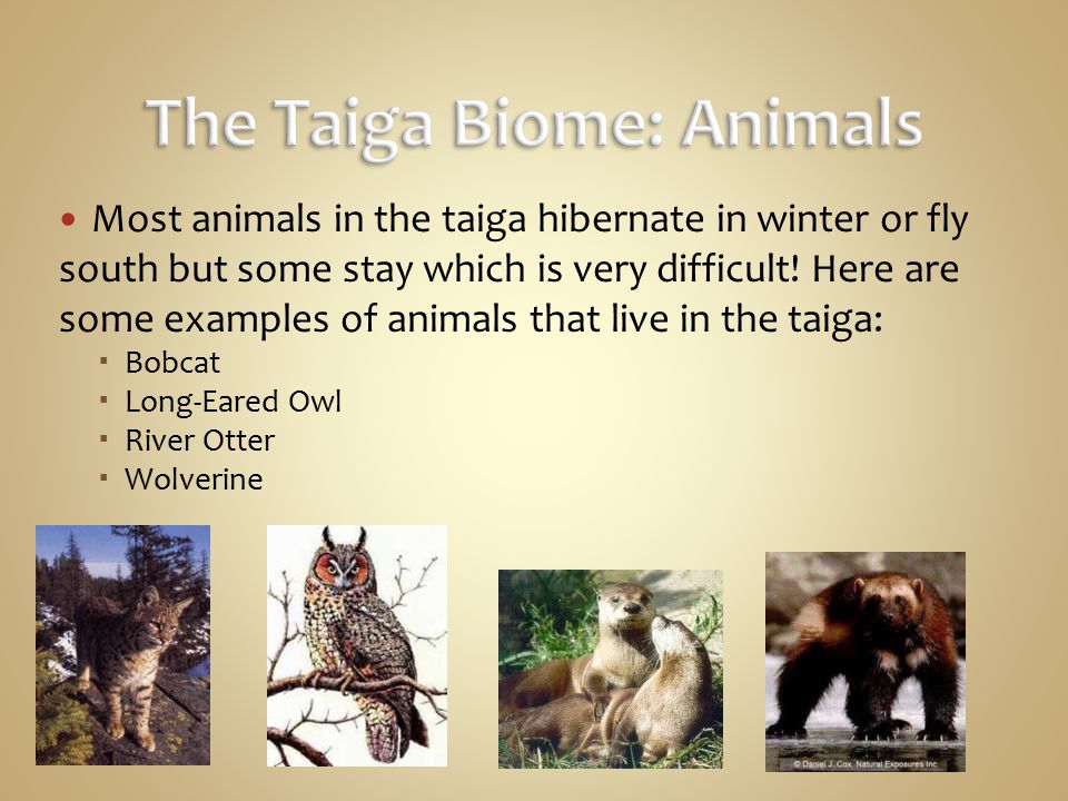 The Taiga Biome: Animals