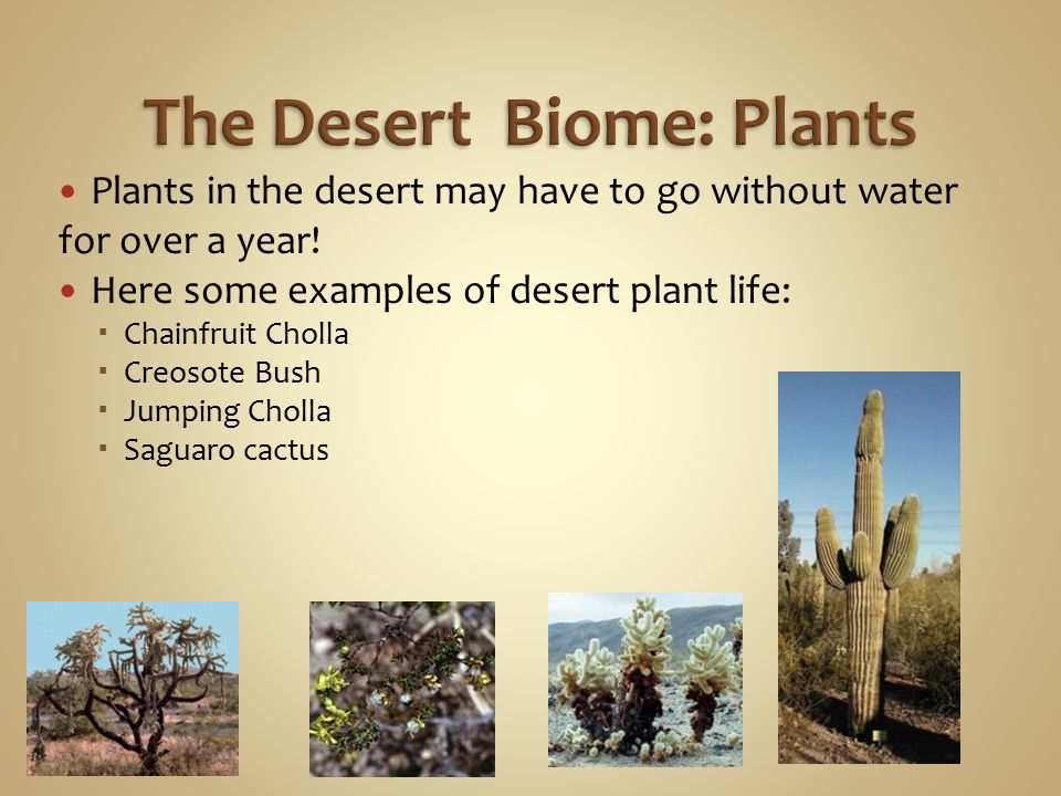 The Desert Biome: Plants