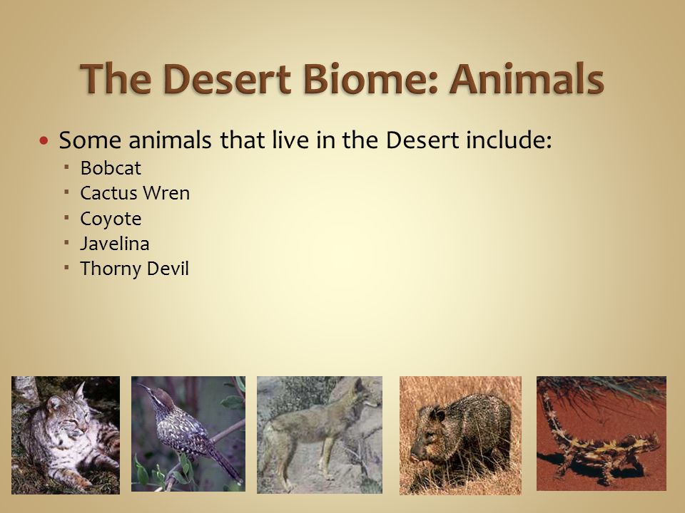 The Desert Biome: Animals