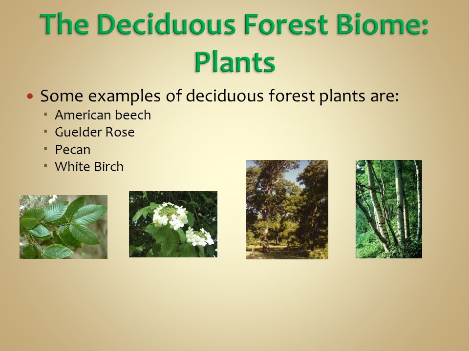 The Deciduous Forest Biome: Plants