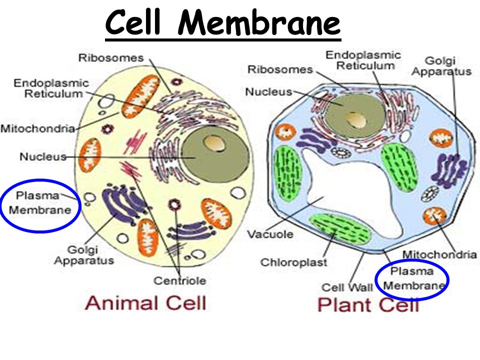 Cells And Their Organelles Graphic Organizer For 6th 12th Grade Lesson Planet