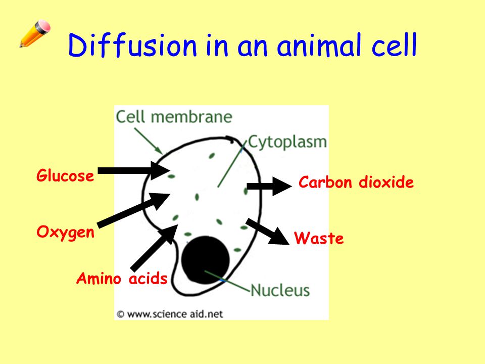 Starter Activity: Answer the following question in your classwork jotter  What type of fibres are the cell walls of plants made of? Name the small  rings. - ppt video online download
