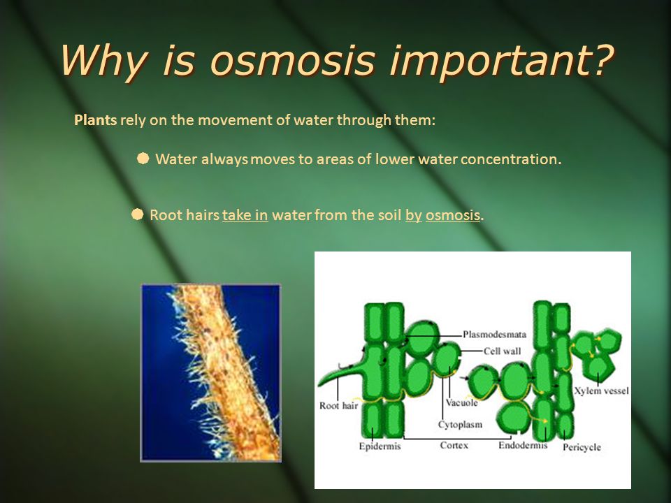 why is osmosis important to cells