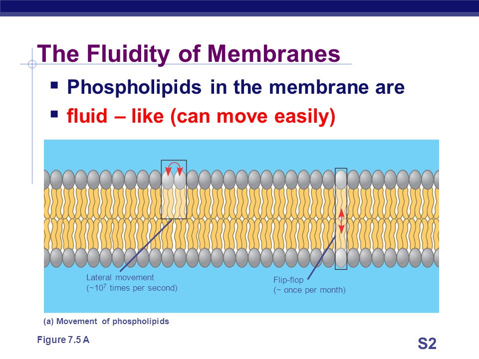 Transport Movement across the Cell Membrane - ppt video online download