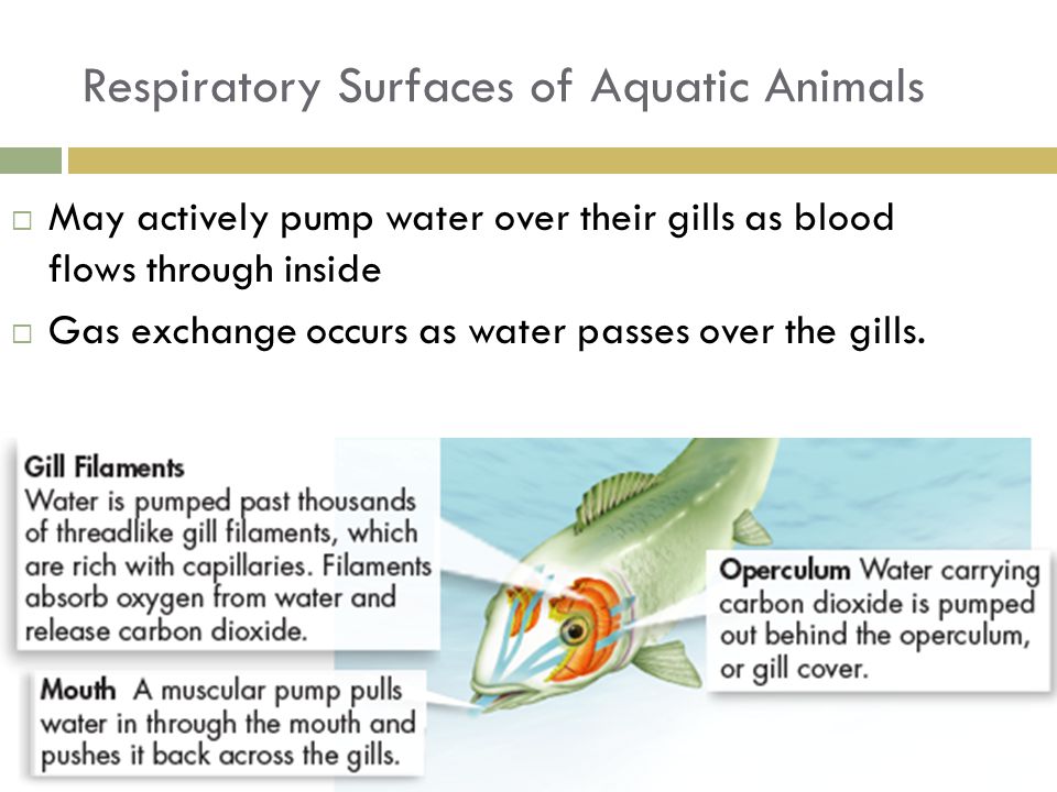 Relate Cause and Effect Why do some animals actively pump water over their  gills Interpret Visuals Contrast the structures of amphibian, reptilian,  and. - ppt video online download