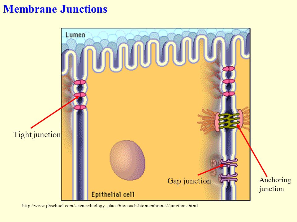 Membrane Junctions Tight junction Gap junction Anchoring junction