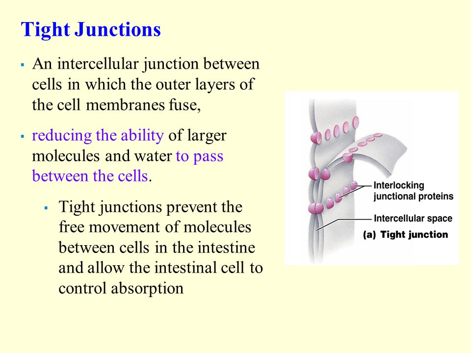 Tight Junctions An intercellular junction between cells in which the outer layers of the cell membranes fuse,