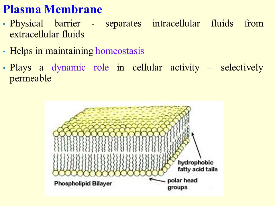 Plasma Membrane Physical barrier - separates intracellular fluids from extracellular fluids. Helps in maintaining homeostasis.