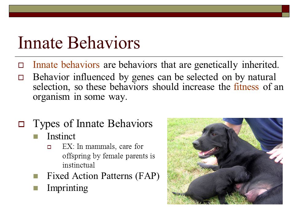 Animal Behavior AP Biology. - ppt video online download