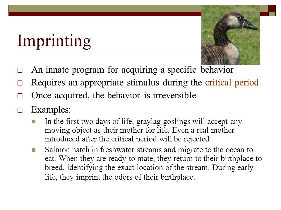 Animal Behavior AP Biology. - ppt video online download