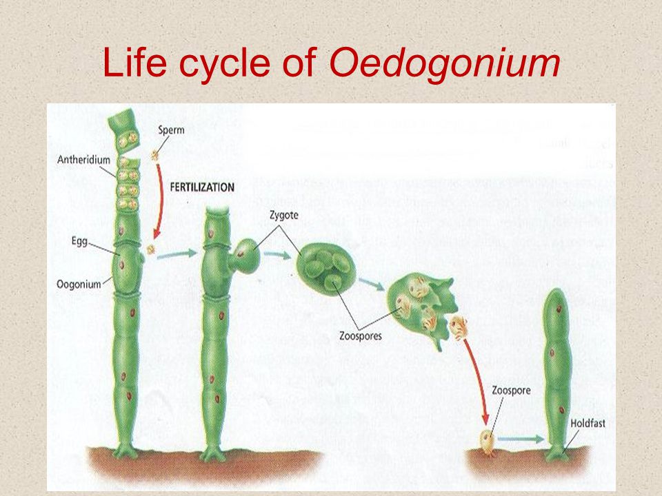 Structure and life cycle of Volvox & Oedogonium Ms. Inderveena Sharma  H.O.D. Botany Department P.G.G.C.G. 11, Chd. - ppt video online download