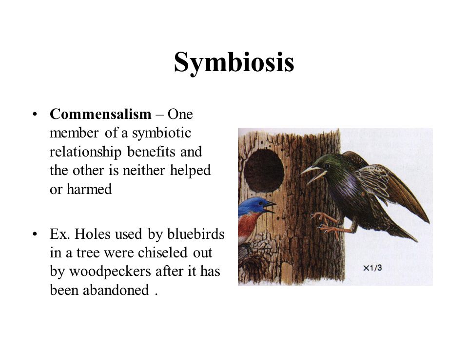 Symbiosis Commensalism – One member of a symbiotic relationship benefits and the other is neither helped or harmed.