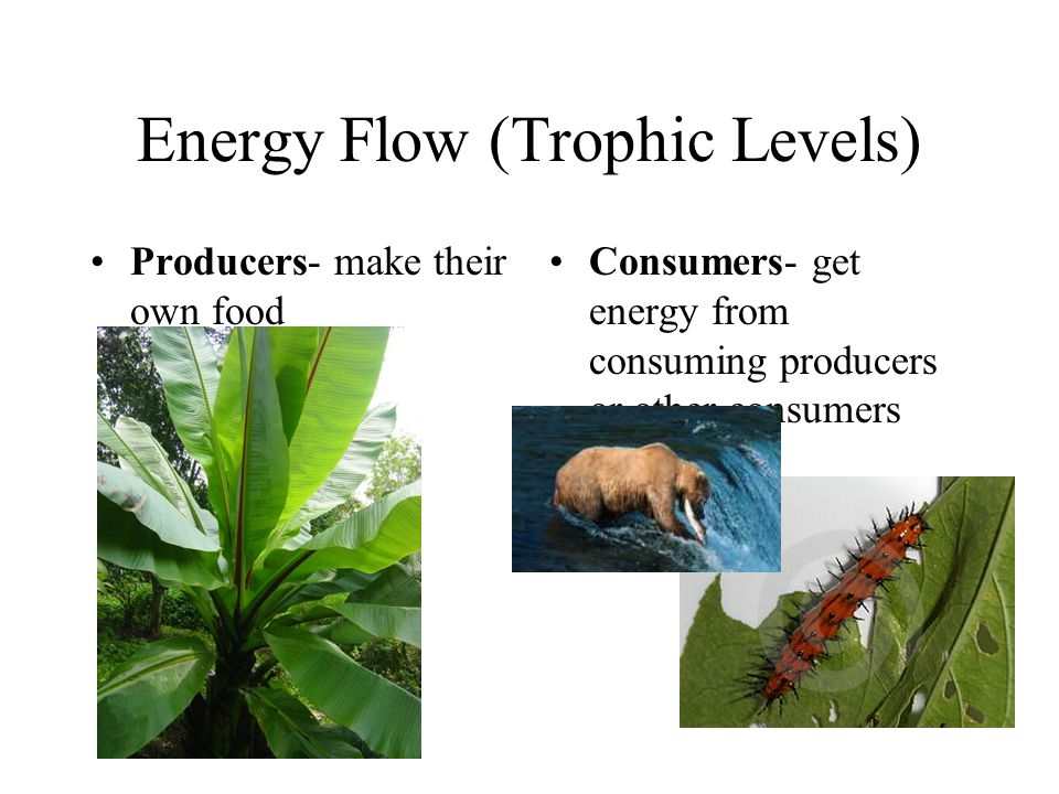 Energy Flow (Trophic Levels)