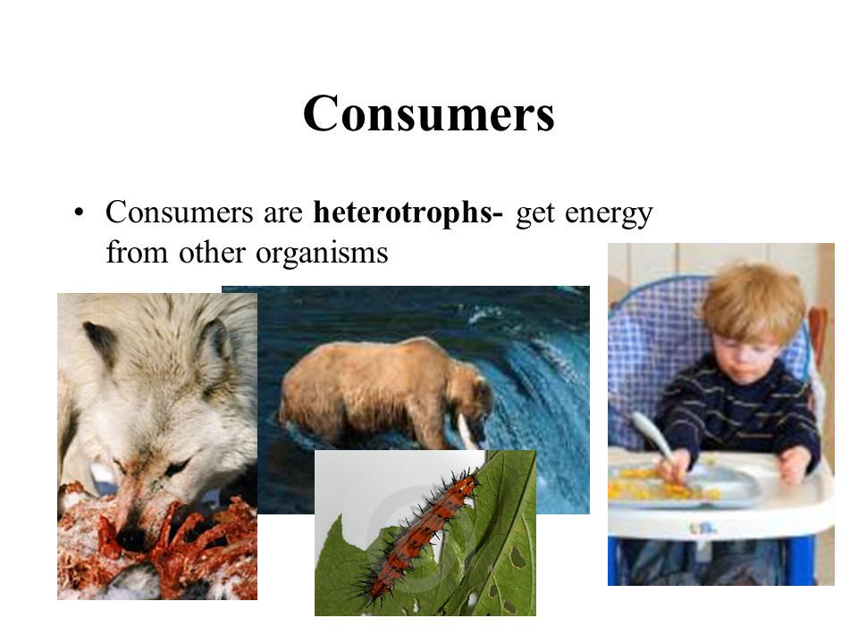 Consumers Consumers are heterotrophs- get energy from other organisms