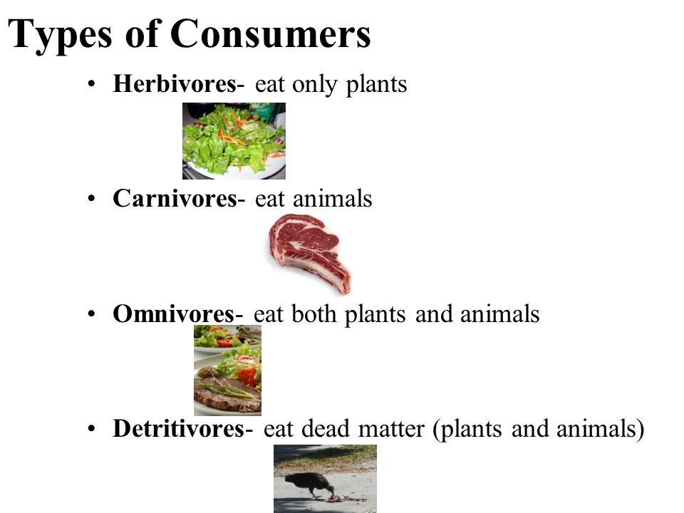 Types of Consumers Herbivores- eat only plants Carnivores- eat animals