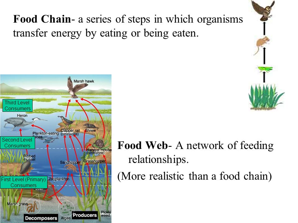 Food Web- A network of feeding relationships.