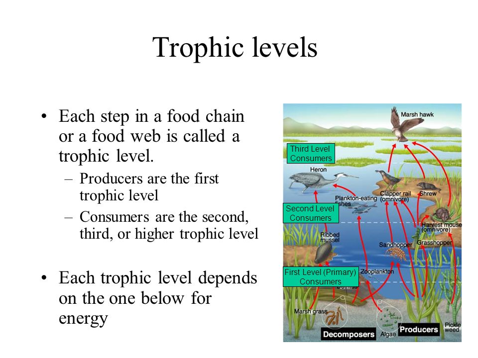 Trophic levels Each step in a food chain or a food web is called a trophic level. Producers are the first trophic level.