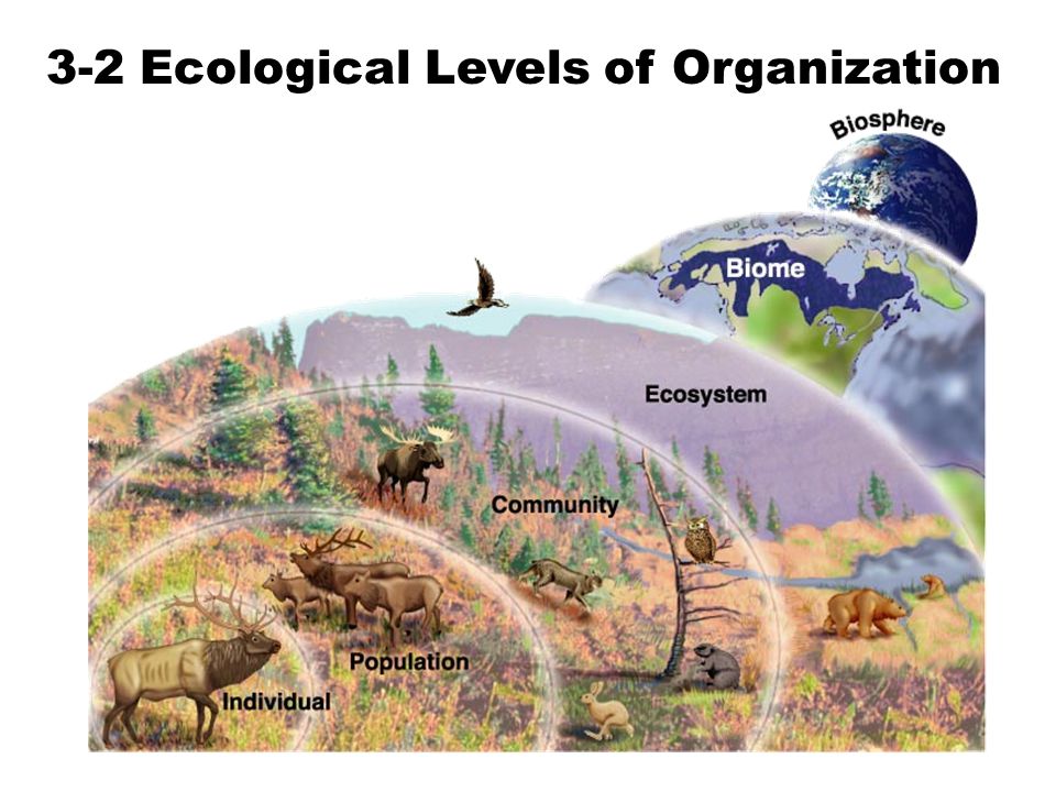 3-2 Ecological Levels of Organization