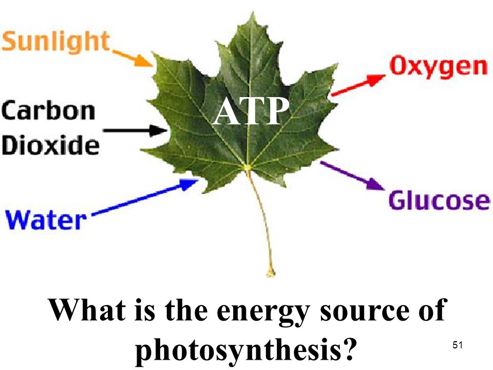 Алоэ фотосинтез. Фотосинтез на английском. Factors affecting Photosynthesis. Photosynthesis Light.