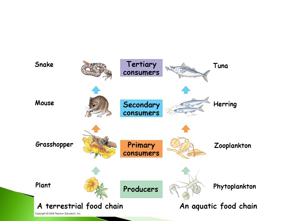 Communities & Ecosytems - ppt download Communities & Ecosytems - ppt download