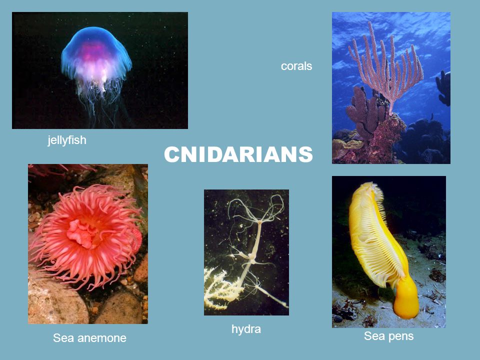 corals jellyfish Cnidarians hydra Sea anemone Sea pens