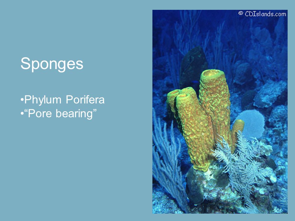 Sponges Phylum Porifera Pore bearing