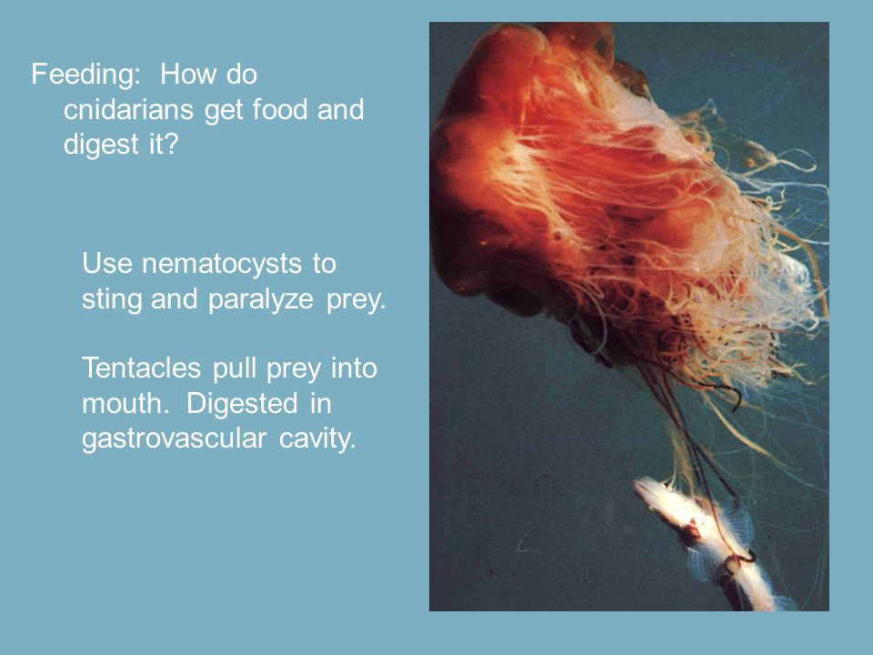 Feeding: How do cnidarians get food and digest it