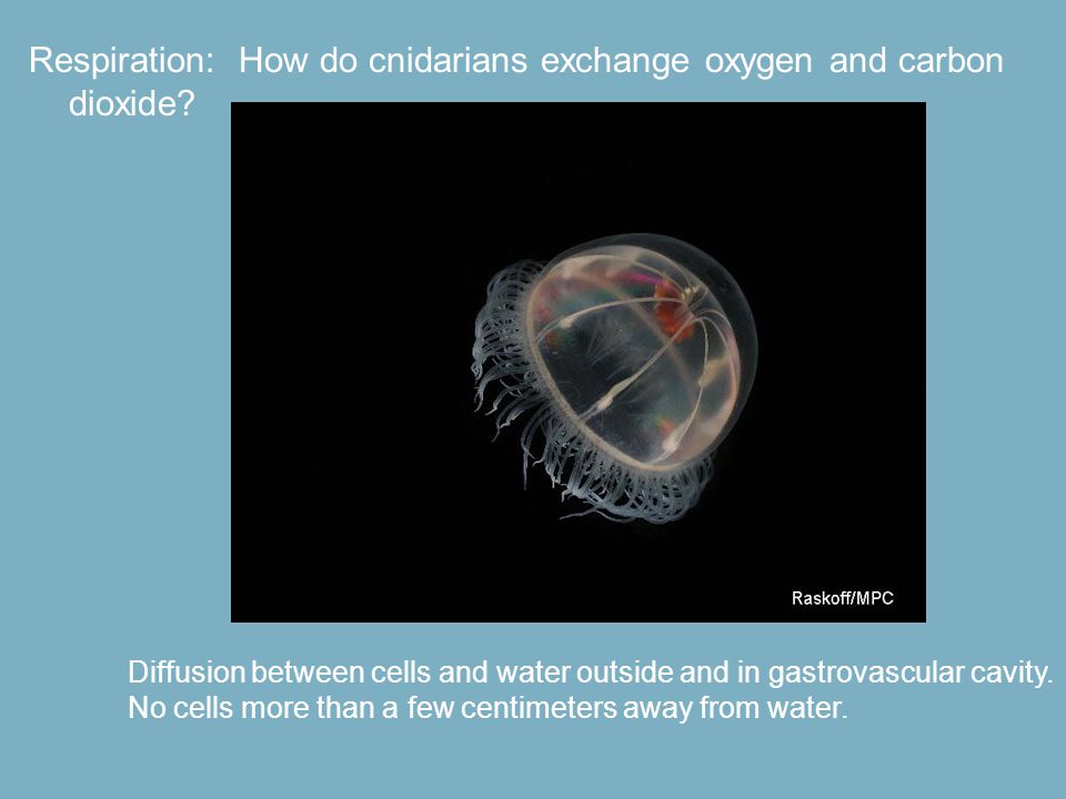 Respiration: How do cnidarians exchange oxygen and carbon dioxide