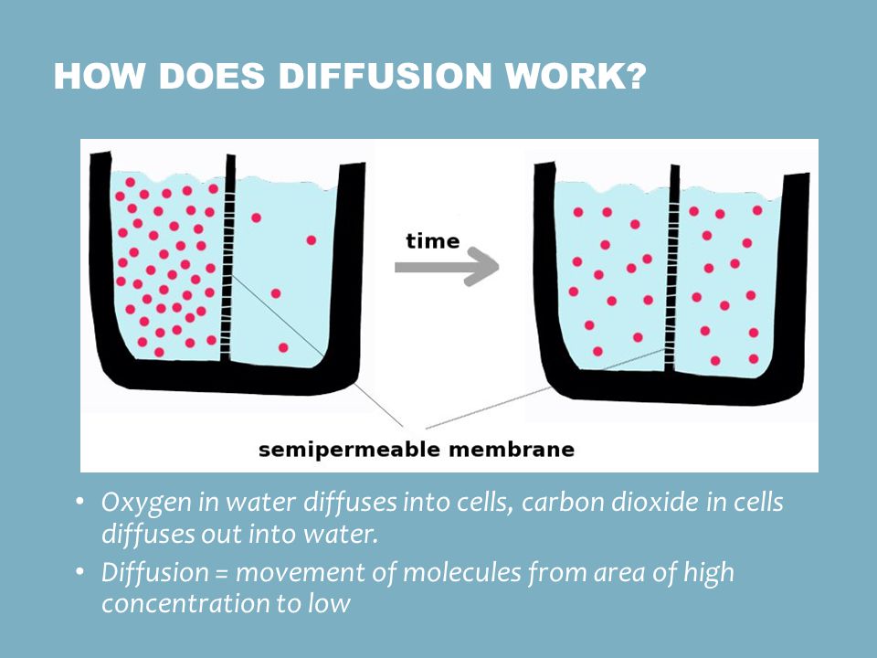 How does diffusion work