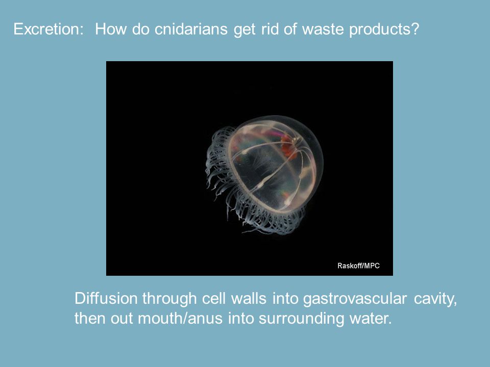 Excretion: How do cnidarians get rid of waste products