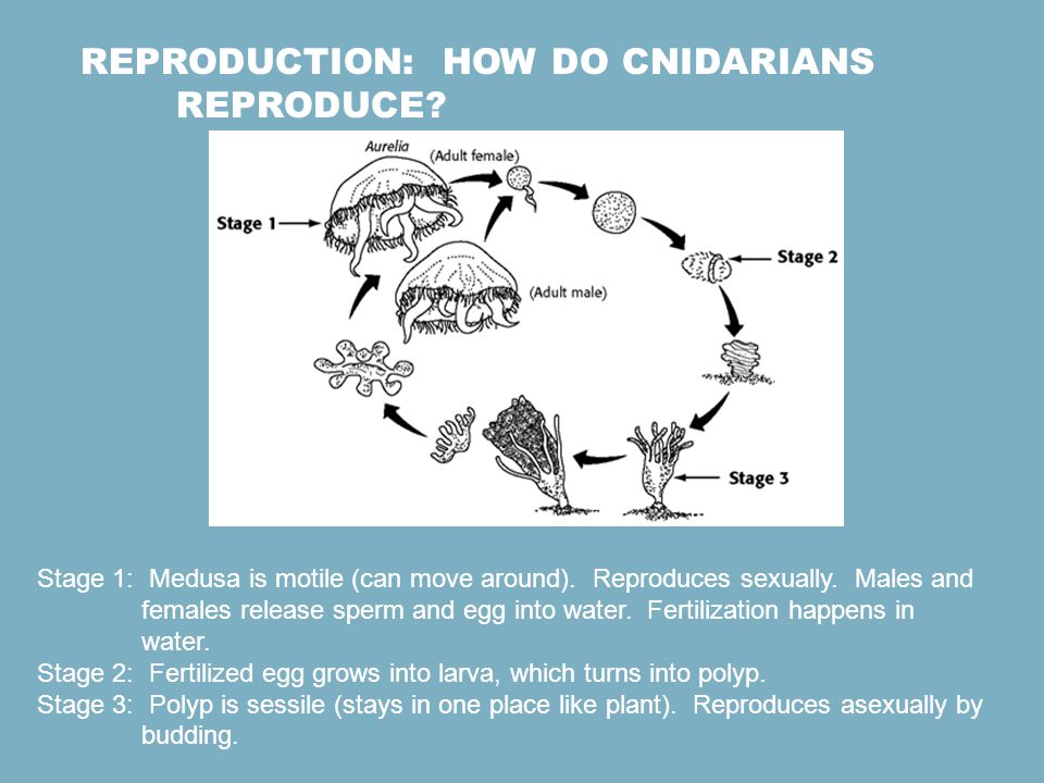 Reproduction: How do cnidarians reproduce