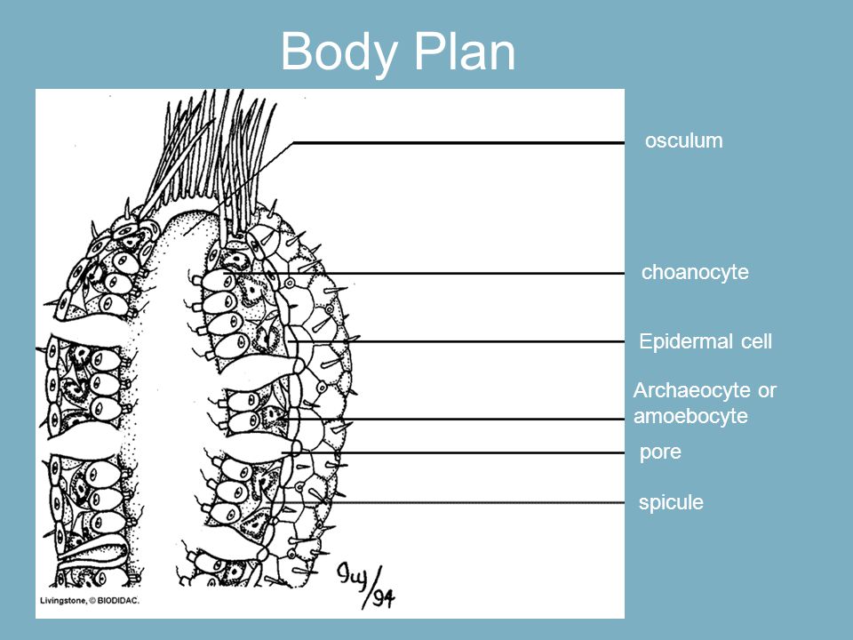 Body Plan osculum Body Plan choanocyte Epidermal cell Archaeocyte or